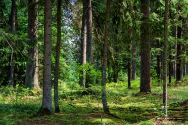 Sabah güzel bir orman