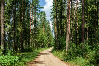 Güzel yaz manzarası. Yeşil orman ve yol. Güneşli bir gün, doğa.