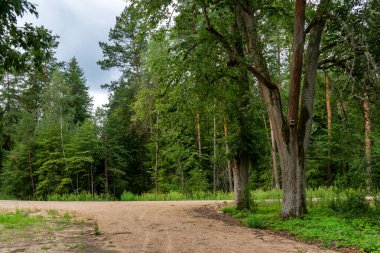 Ormanın güzel manzarası
