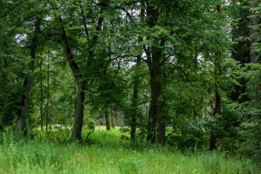 Parktaki güzel orman