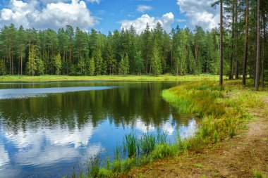 Yaz ormandaki göl