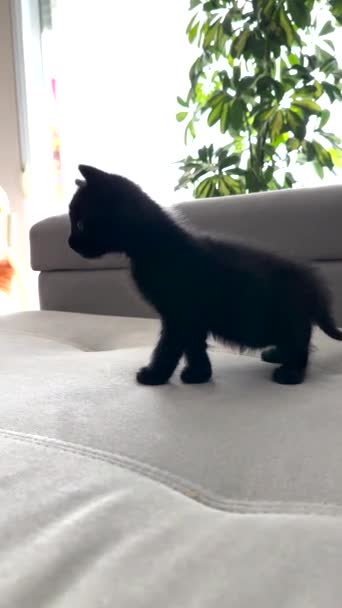 路上で発見され 家の中で保護された生活の2ヶ月を恐れて小さな猫 ソファの上に恐ろしい探検 — ストック動画