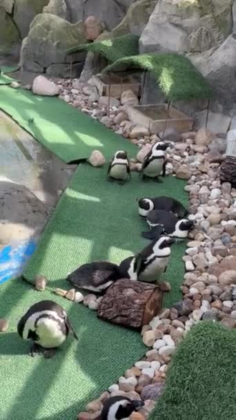 Пингвины Заперты Бассейне Зоопарка Отдыхают Тени Высоких Температур Зоопарке — стоковое видео