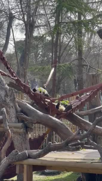Dos Encantadores Cachorros Gigantes Oso Panda Jugando Luchar Contra Árbol — Vídeos de Stock