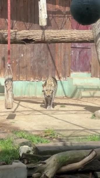 Leopard Kráčející Při Pohledu Kameru Kráčející Kameře Zastrčený Klece Stromy — Stock video