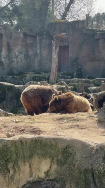 Dois Ursos Marrons Dormindo Entediados Zoológico Tem Cabeça Para Baixo — Vídeo de Stock
