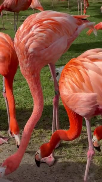 Φλαμίνγκο Στο Ζωολογικό Κήπο Τρώει Και Ψάχνει Για Φαγητό Πάρκο — Αρχείο Βίντεο