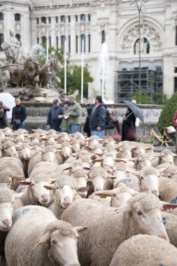 Madrid 'in Cibeles Meydanı' ndaki çiftlik hayvanlarının geleneksel transhumance 'ı