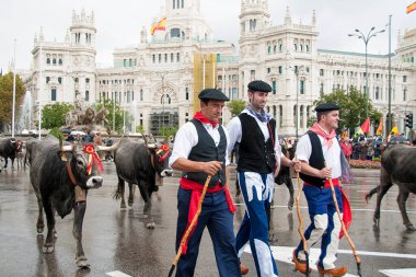 Madrid 'in Cibeles Meydanı' ndaki çiftlik hayvanlarının geleneksel transhumance 'ı
