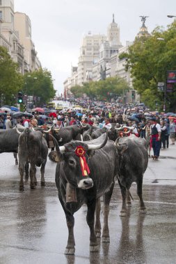 Madrid 'in Cibeles Meydanı' ndaki çiftlik hayvanlarının geleneksel transhumance 'ı