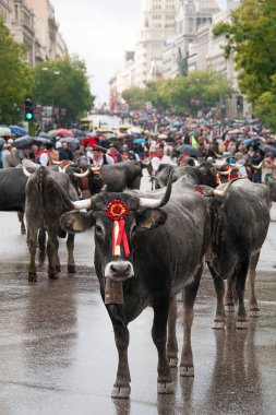 Madrid 'in Cibeles Meydanı' ndaki çiftlik hayvanlarının geleneksel transhumance 'ı