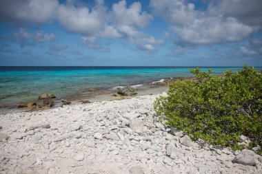 Bonaire adasında turkuaz suları olan bir sahil.