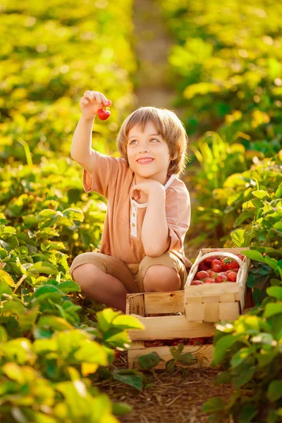 Retrato Menino Pequeno Feliz Colhendo Comendo Morangos Saudáveis Fazenda Baga — Fotografia de Stock