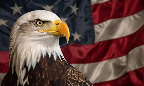 Skallig Örn Och Amerikanska Flaggan Med Kopia Utrymme Stockbild
