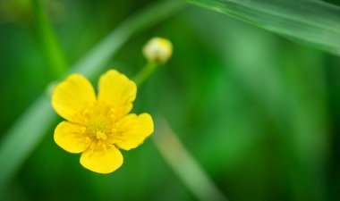 Macro meadow buttercup on green background. Soft focus. 