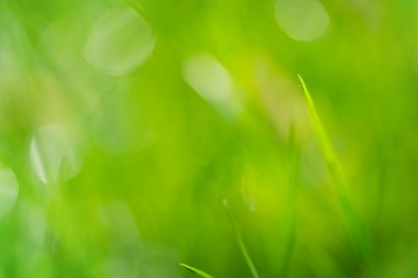 Blurred green grass natural background, soft focus. High quality photo
