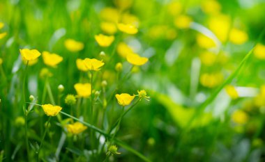 Yellow meadow buttercup spring background.