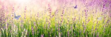 Lavender flowers field with flying blue butterflies on sunlight natural background.