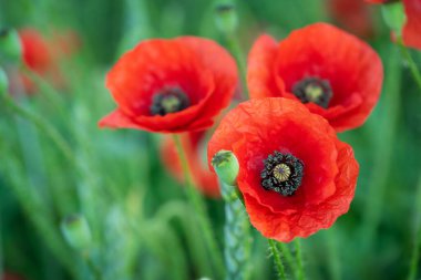 Wild poppy flowers on natural green background. Selective focus.