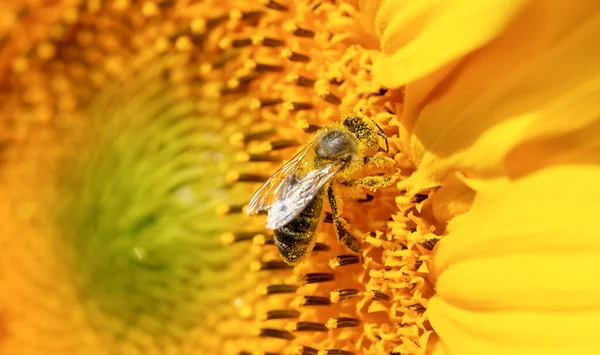 Macro shot of single bee covered with pollen on sunflower.