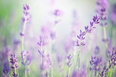 Macro shot of lavender flowers. Natural background.