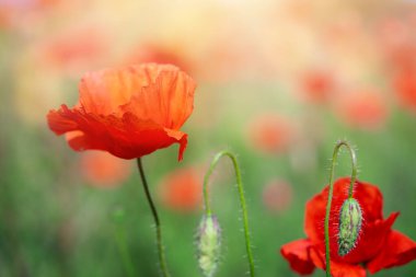 Red poppy flowers field on natural sunny background. Soft focus