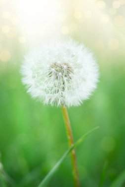 Macro shot of white dandelion blowball on blurred green background. Selective focus