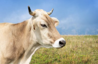  Portrait of brown Swiss cattle grazing. Copy space.