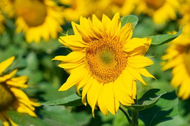 Sunflower blooming, natural background. 