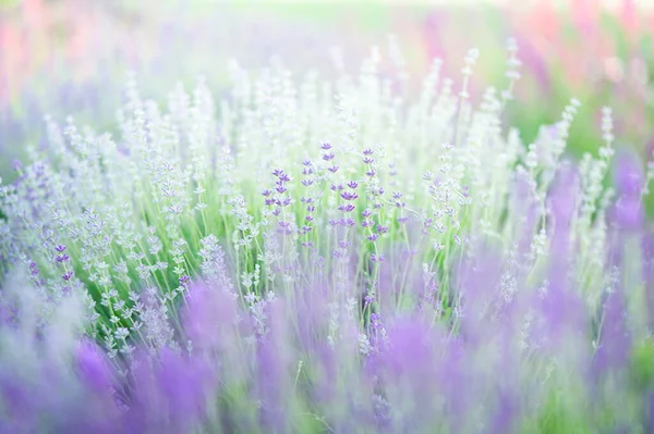 Natural Purple Background Lavender Flowers — стоковое фото