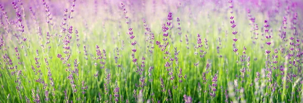 Flores Lavanda Púrpura Campo Floreciendo Banner —  Fotos de Stock