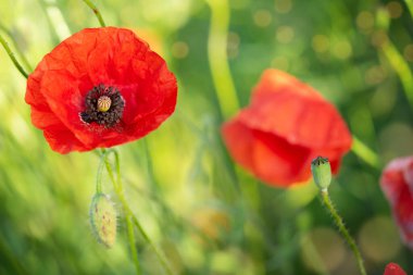 Red poppy flowers field on natural sunny background. Soft focus