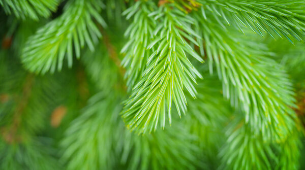 Close up shot of spruce shoots growth. Natural spring background