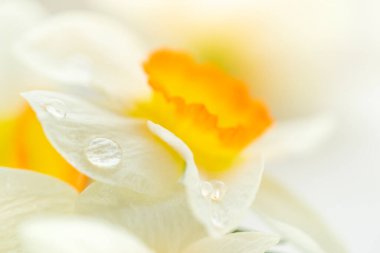 Macro shot of daffodil or narcissus flower. Spring background