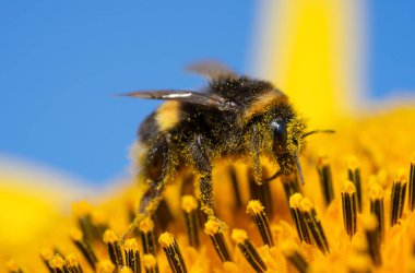 Bumblebee sitting on sunflower covered with pollen. Selective focus