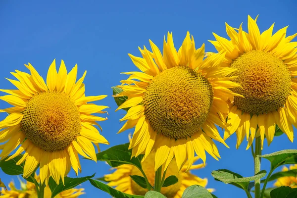 Sonnenblumen Blühen Klaren Himmel Hintergrund — Stockfoto