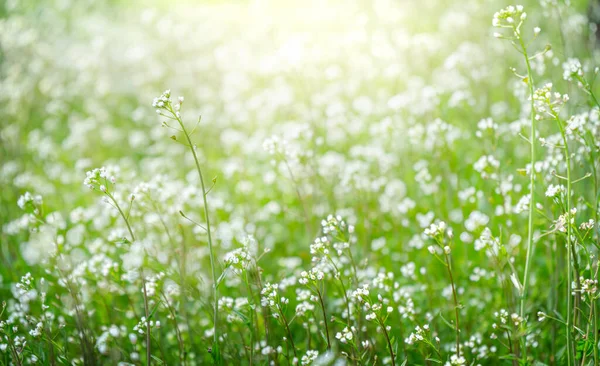 Prairie Verte Avec Sac Main Berger Plante Capsella Fond Fleurs — Photo