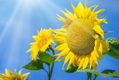 Sunflowers blooming field on clear sky background.