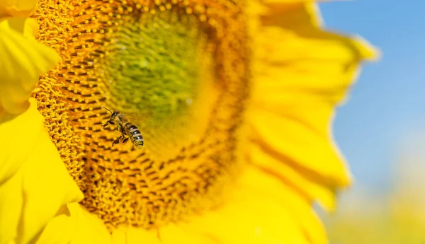 Makroaufnahme Einer Biene Fliegt Zur Sonnenblume — Stockfoto