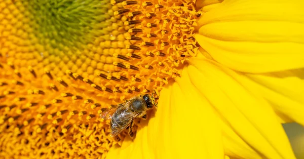 Μακρό Πλάνο Μιας Μέλισσας Καλυμμένης Γύρη Στον Ηλίανθο Θερινό Φόντο — Φωτογραφία Αρχείου