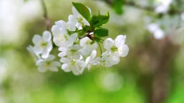 Bulanık arka planda beyaz kiraz ağacı dalı çiçek açtı. 