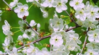 Etrafta uçuşan bal arısı kiraz ağacı çiçekleri. Kapat.