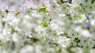 Beyaz kiraz ağacı dalının bahar arkaplanı. 