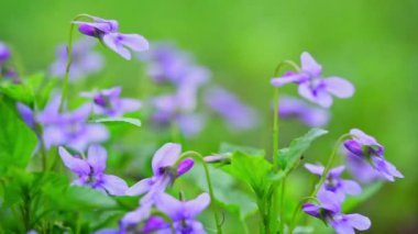 Parkta yeşil arka planda Viola Uliginosa çiçekleri. 