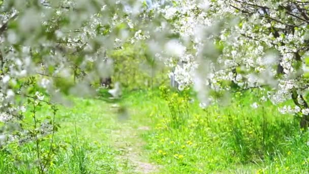 樱花盛开的果园 — 图库视频影像