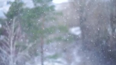 Arka planda bulanık ağaçlara kar yağışı. Kusursuz döngü.