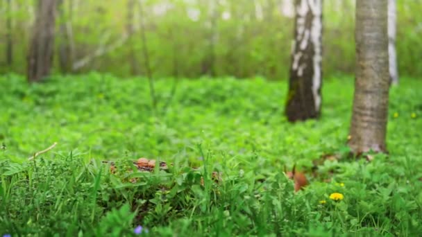 Curieux Écureuil Roux Trouve Une Noix Dans Parc — Video