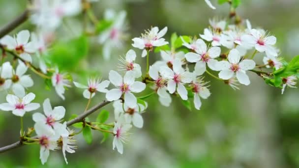 Wiosna Tło Biały Wiśnia Drzewo Gałąź Kwiat — Wideo stockowe