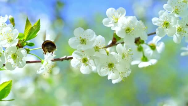 Hummeln Fliegen Blühende Kirschbaumblüten Nahaufnahme — Stockvideo