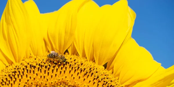 Macro shot of single bee covered with pollen on sunflower. Summer background